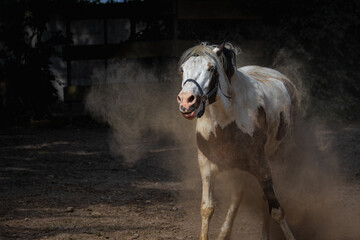 A female horse vigorously tossing its head and sending up a cloud of dust on a sunny summer...