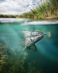Fishing. Close-up shut of a fish hook under water. Underwater background.