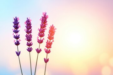 Vibrant lavender flowers standing tall against a soft pastel sunset background