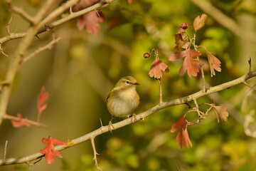 Common Chiffchaff  - (Phylloscopus collybyta) 