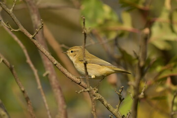 Common Chiffchaff  - (Phylloscopus collybyta) 