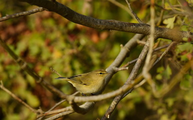 Common Chiffchaff  - (Phylloscopus collybyta) 