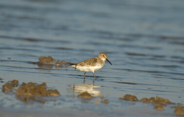 Curlew Sandpiper  - (Calidris ferruginea) 