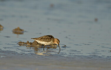 Curlew Sandpiper  - (Calidris ferruginea) 