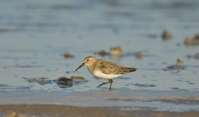 Curlew Sandpiper  - (Calidris ferruginea) 