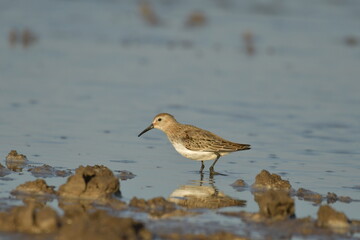 Curlew Sandpiper  - (Calidris ferruginea) 