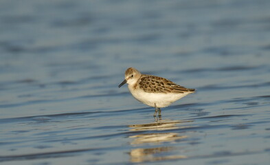 Curlew Sandpiper  - (Calidris ferruginea) 