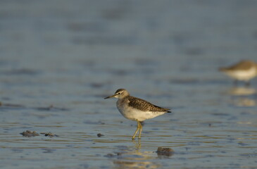 Marsh sandpiper -  (Tringa stagnatilis) 