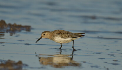 Curlew Sandpiper  - (Calidris ferruginea) 