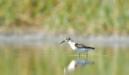 broad-billed sandpiper (Limicola falcinellus)