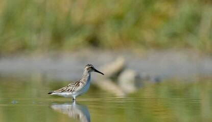 broad-billed sandpiper (Limicola falcinellus)