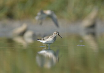 broad-billed sandpiper (Limicola falcinellus)