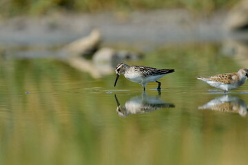 broad-billed sandpiper (Limicola falcinellus)