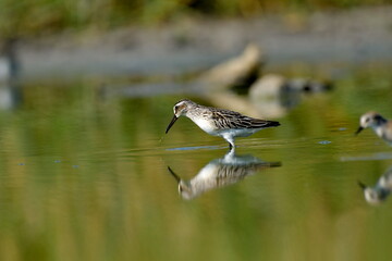 broad-billed sandpiper (Limicola falcinellus)