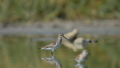 broad-billed sandpiper (Limicola falcinellus)