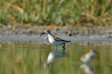 broad-billed sandpiper (Limicola falcinellus)