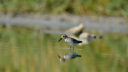 broad-billed sandpiper (Limicola falcinellus)