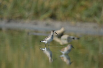 broad-billed sandpiper (Limicola falcinellus)