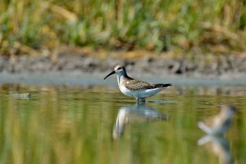 broad-billed sandpiper (Limicola falcinellus)