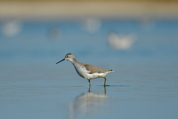 Marsh sandpiper (Tringa stagnatilis) 
