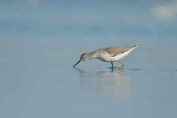 Marsh sandpiper (Tringa stagnatilis) 
