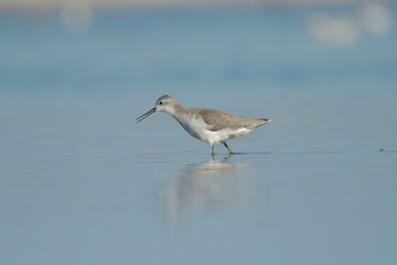 Marsh sandpiper (Tringa stagnatilis) 