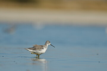 Spotted Redshank -  (Tringa erythropus) 