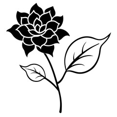 black and white rose