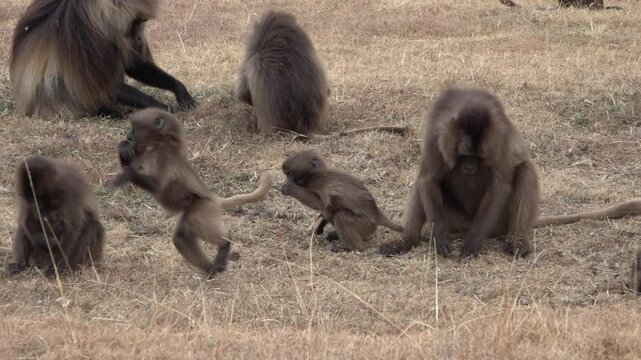 Slow motion of playful young baboon monkeys dancing and eating on grasslands of Simien national park in Ethiopia

