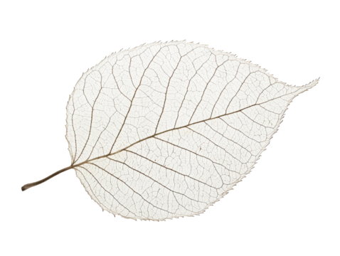 Isolated Skeleton Leaf Veins