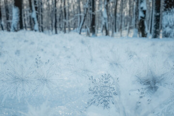 close up of snow crystals laying on ground in a forest. 3D Rendering