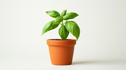 Obraz premium Fresh Basil Plant in Terracotta Pot Vibrant Green Leaves Home Gardening