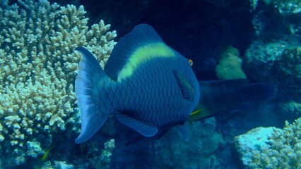 Fototapeta premium Bicolour parrotfish (Cetoscarus bicolor) undersea, Red Sea, Egypt, Sharm El Sheikh, Montazah Bay
