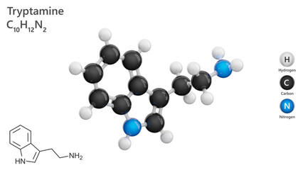 Molecule: Tryptamine. Alkaloid. Mood regulation. Molecular structure. Formula: C10H12N2. Chemical model: Ball and stick. White background. 3D illustration.