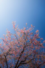 The cherry blossoms that bloom in early Thailand.