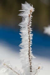 hoar frost on plants at a very cold winter day