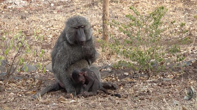 Baby monkey (olive baboon) plays with a heavy rock while mother eats food in lodge garden near Nechisar national park in South Ethiopia
