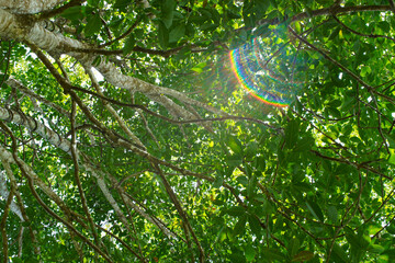 Captivating view of sunlight creating a vibrant rainbow flare through lush green tree branches, showcasing the beauty of natural light and foliage.
