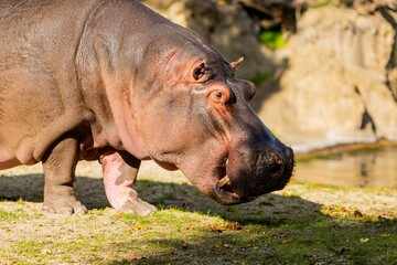 Portrait of a Hippo. Hippopotamus amphibius.