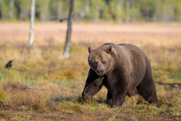 European brown bear (Ursus arctos) in autumn