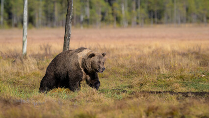European brown bear (Ursus arctos) in autumn