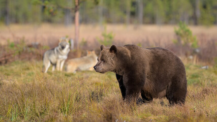 Fototapeta premium European brown bear and wolves
