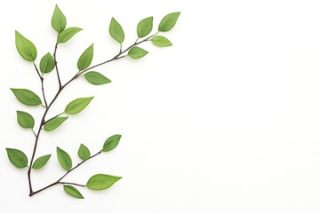 Fototapeta premium Green leaves arranged artistically on a white background, showcasing nature's beauty and simplicity