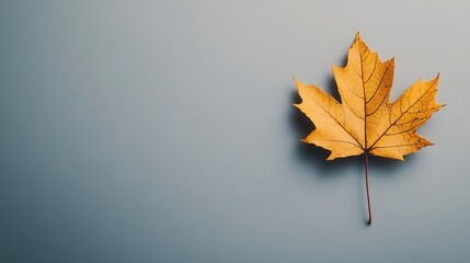 Single Dried Autumn Maple Leaf on Gray Background Fall Season Image