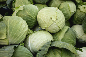 The cabbage closeup. Many cabbage,Fresh Cabbage in the market