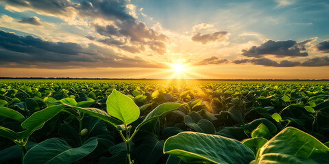 Paisagem de uma vasta plantação de soja.
