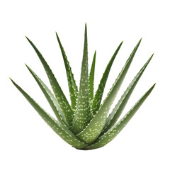 Obraz premium Aloe vera plant with long green leaves and white spots, perfect for decoration and health benefits