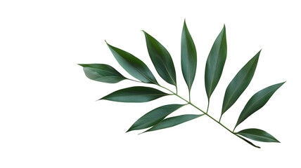 Elegant green leaf branch arranged artistically on a clean white background for botanical study