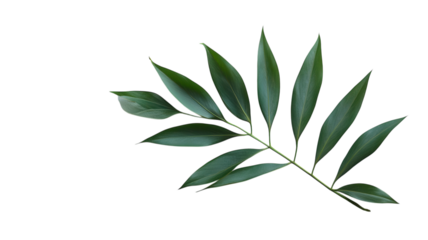 Elegant green leaf branch arranged artistically on a clean white background for botanical study