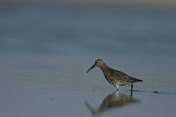 Curlew Sandpiper  - (Calidris ferruginea) 
